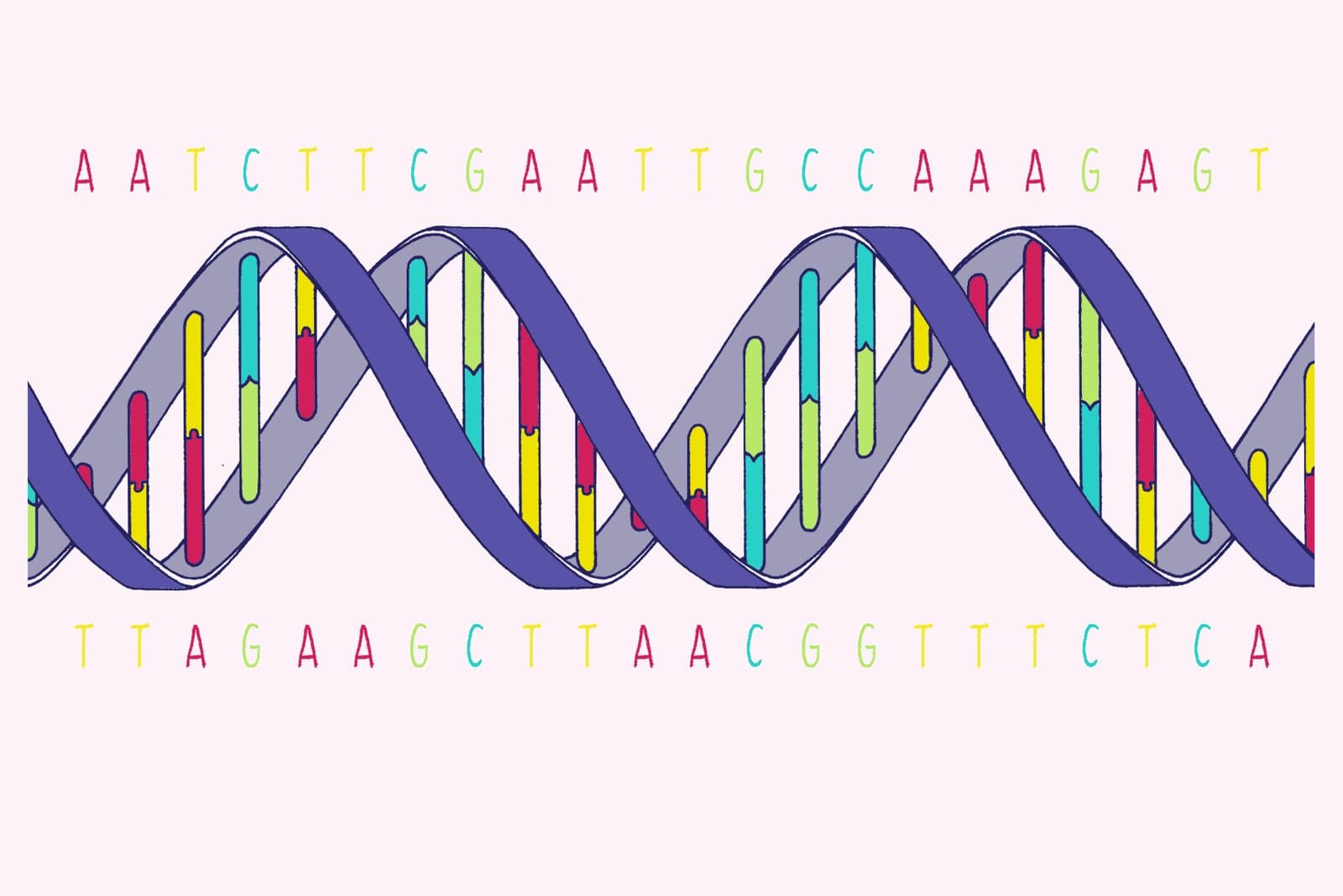 DNA çift sarmalı illüstrasyonu; baz çiftleri renkli, üstte ve altta birbirini tamamlayan harf dizileri